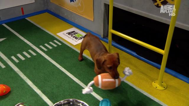 Puppies! And Punxsutawney Phil, kittens and guinea pigs ready for Puppy Bowl  