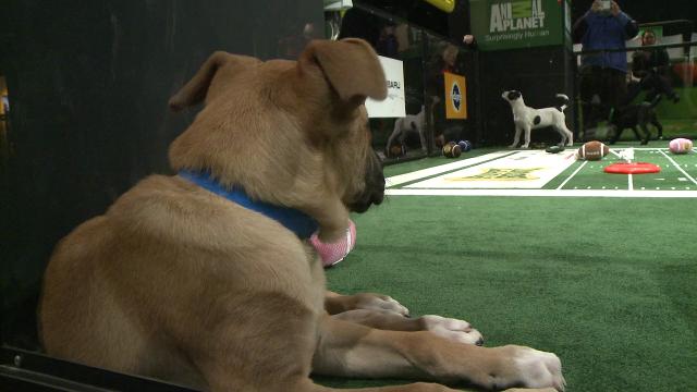 These Dogs Will Have Their Day At The Puppy Bowl