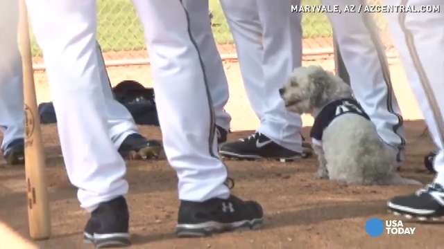 Play Ball, Hank!  Play ball, Dogs, Milwaukee brewers