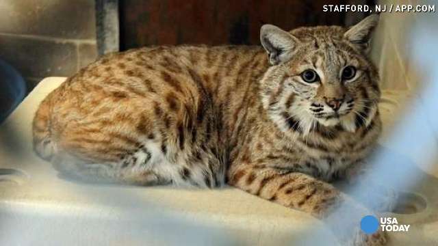 Can Bobcats Mate With Domestic Cats?