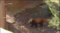 Raw: Twin red panda cubs make public debut