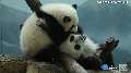 Can you handle the cuteness? Panda twins turn 1