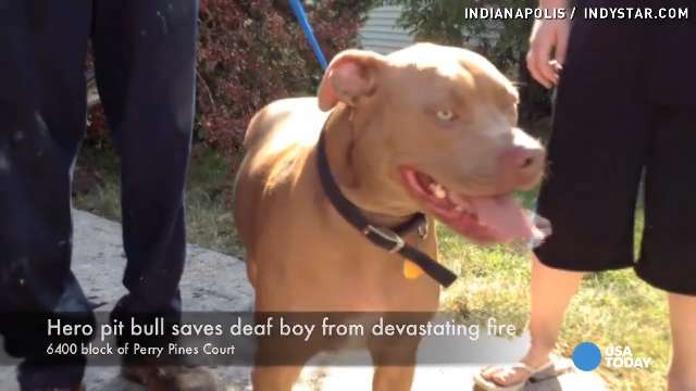 Loving Lick Pit Bull Saves Deaf Boy From Fire 8052