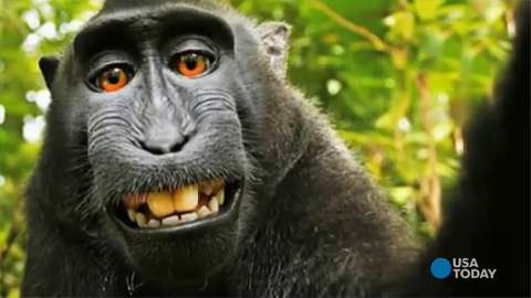 Wikipedia Defends the Monkey Selfie