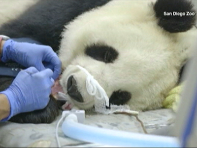 Raw: Dentists fix panda's tooth