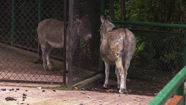 Donkeys Separated For Having Sex Are Back Together