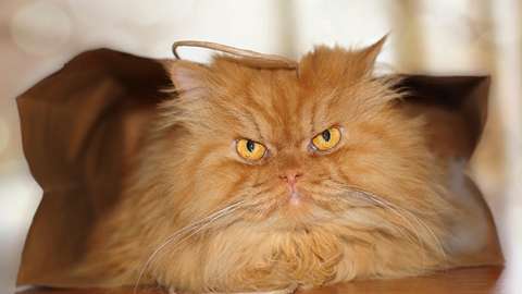 Look out, Grumpy Cat: Garfi 'angry cat' photos go viral