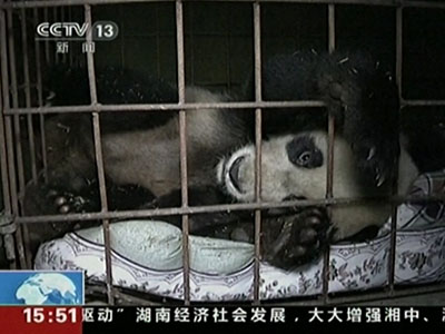 Raw: Giant Panda recuperates after attack