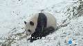 Watch excited panda tumble around in fresh snow
