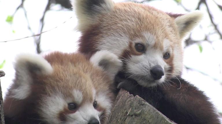 Red panda cubs explore the Bratislava zoo