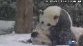 Adorable panda Bao Bao plays in the winter snow!