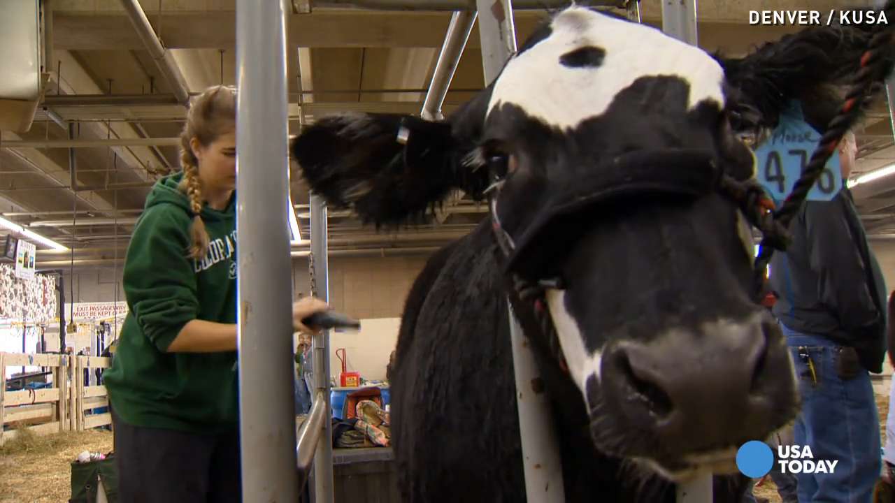 Teen Shows 'moose' The Steer To Honor Friend's Memory