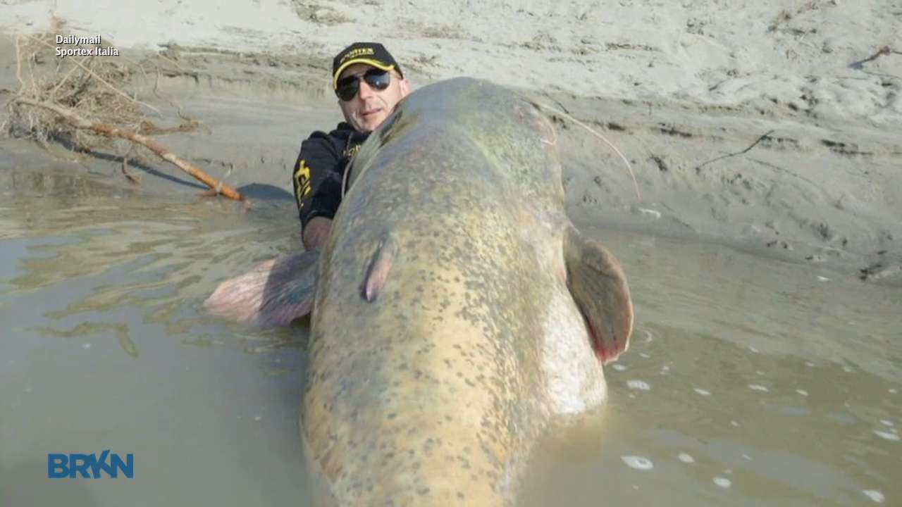 Is this 8-foot catfish the world's largest?