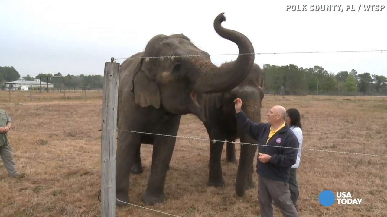 Could elephants hold the key to curing cancer?