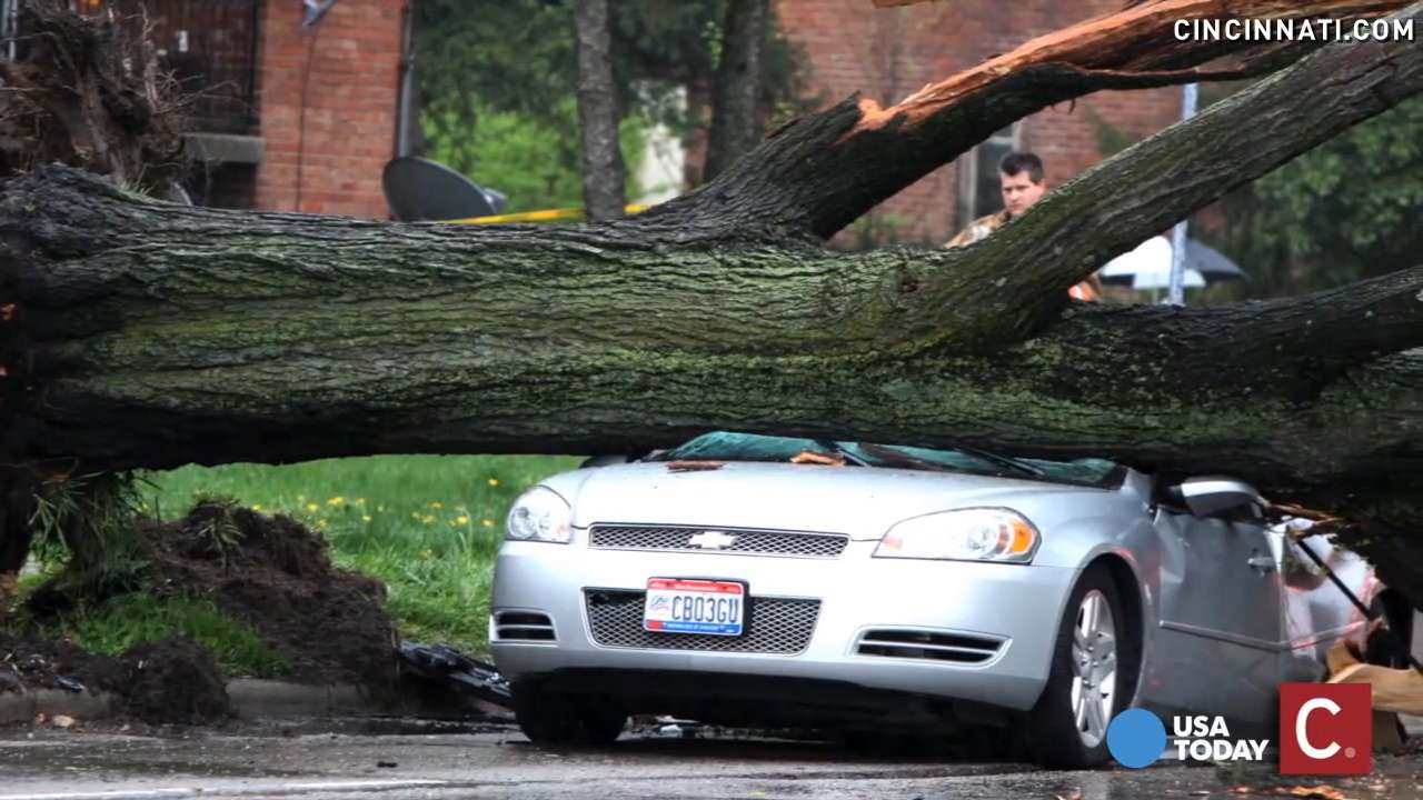 Tree Falls Crushes Car And Kills Woman Inside