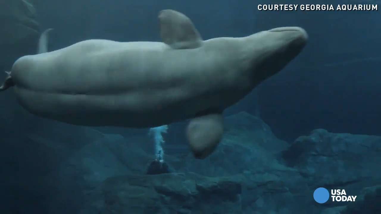 Georgia Aquarium's Beluga Whale Capture Comes Under Fire