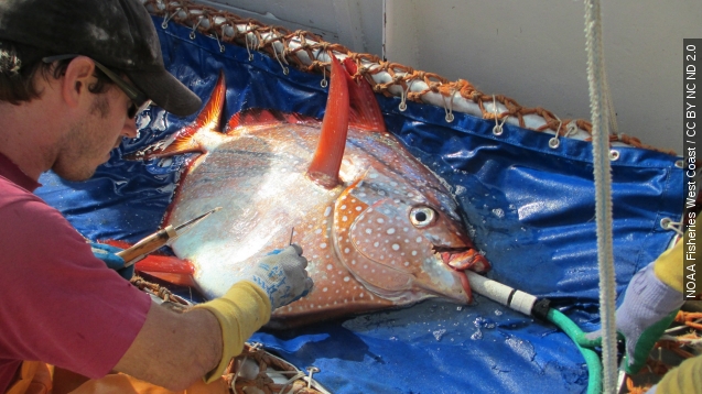 Tropical fish Opah washes up on Oregon beach weighing 100 pounds