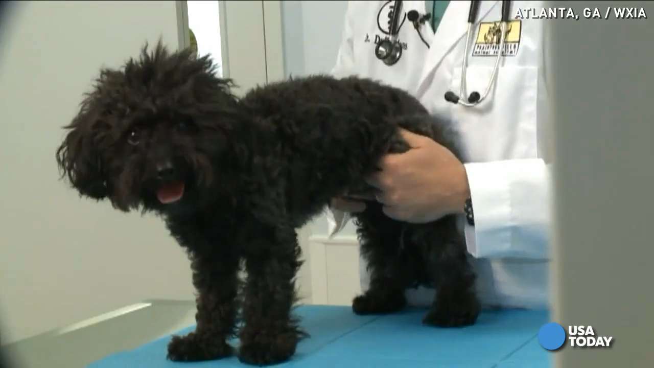 Vet: No vaccine for newest strain of dog flu