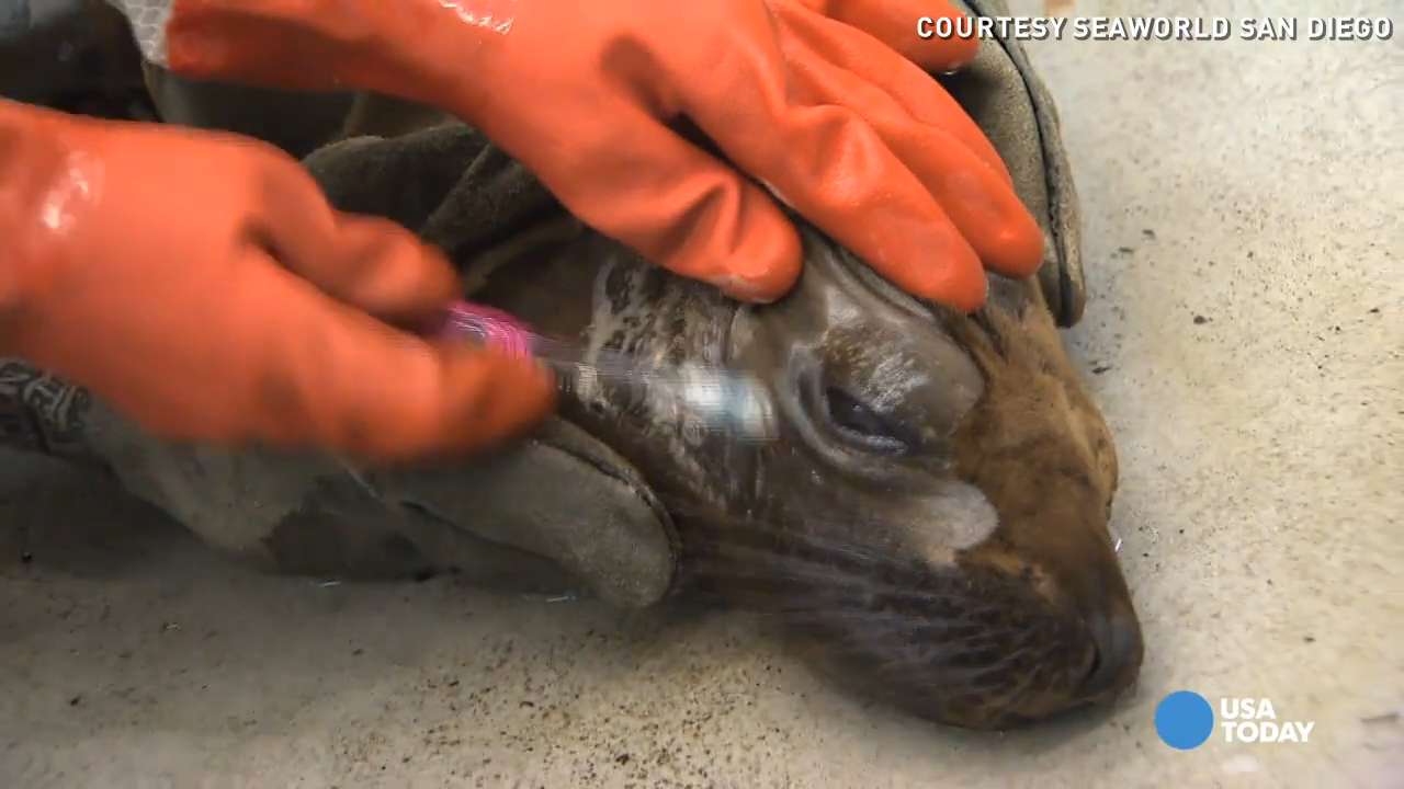 Sea Lion Caught In Oil Spill Saved By Seaworld