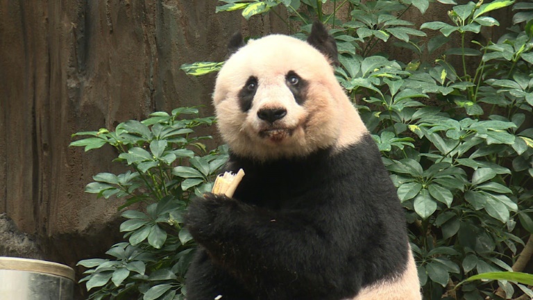 Hong Kong giant panda Jia Jia becomes oldest ever in captivity