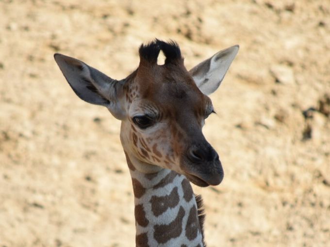 Baby giraffe dies at Dallas Zoo after breaking neck