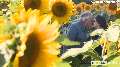 Man planted 4 miles of sunflowers for the best reason