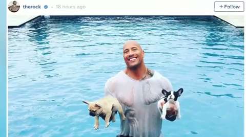 The Rock rescues French bulldog puppies after they fall into