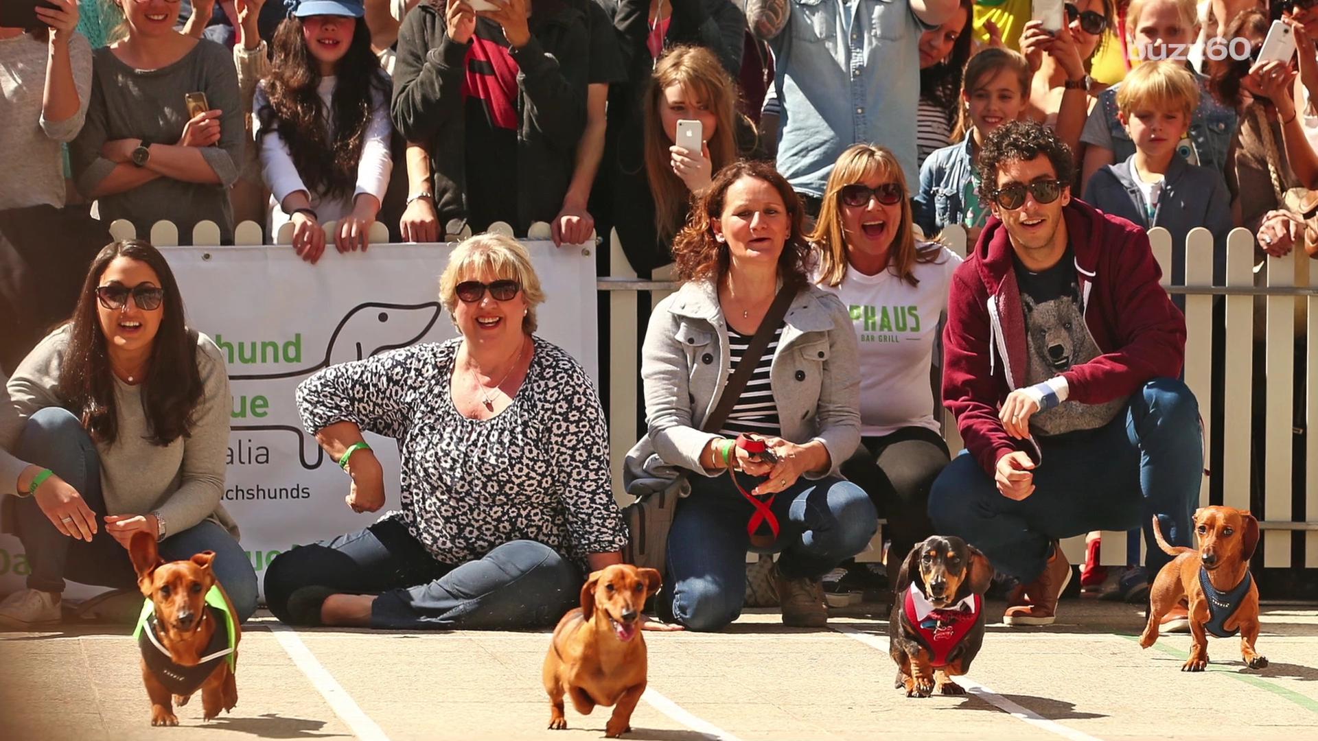 Watching these wiener dogs race will make your day