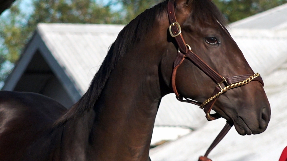 World's most important thoroughbred horse auction