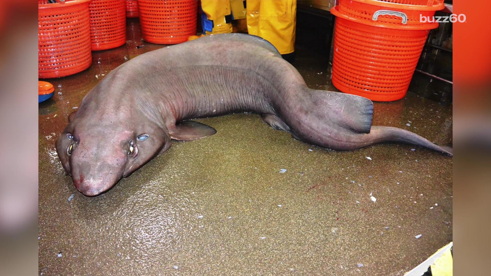 Extremely rare shark may be weirdestlooking animal ever