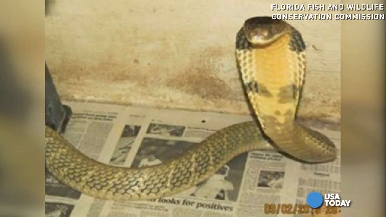 Lost Florida Cobra Remains at Large