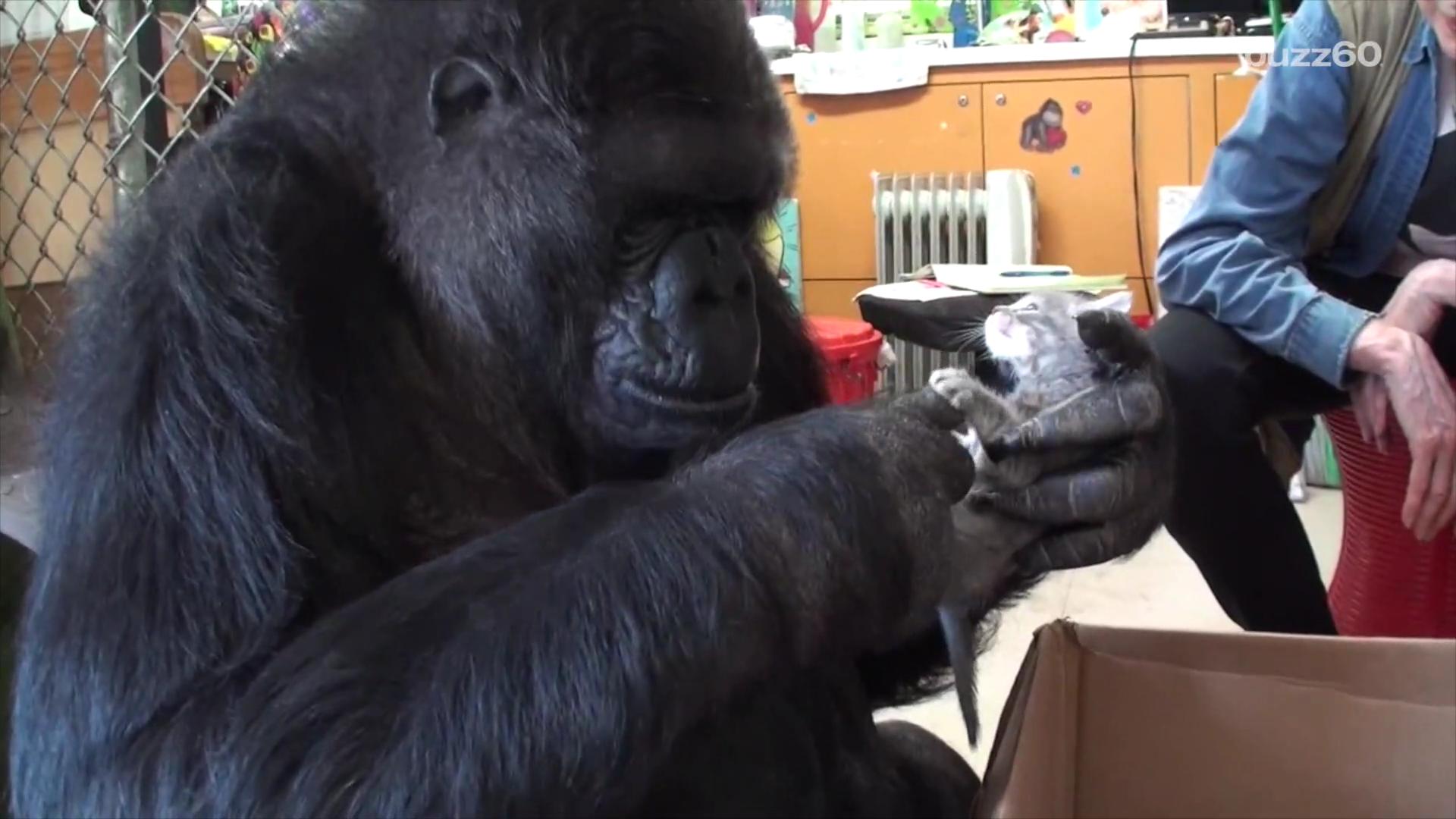 Αποτέλεσμα εικόνας για koko gorilla