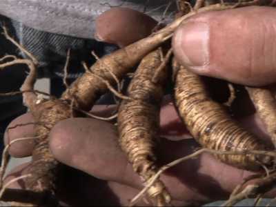 ginseng prized growing plants