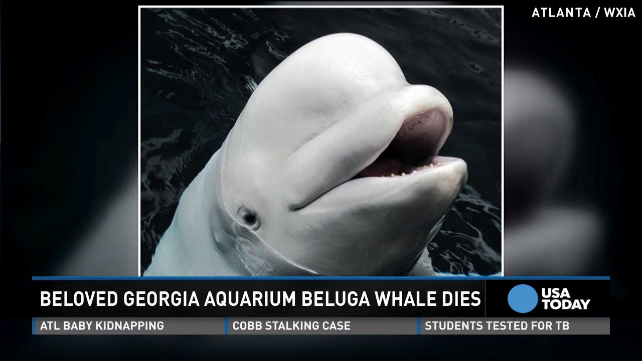 When Beluga Dies.. 