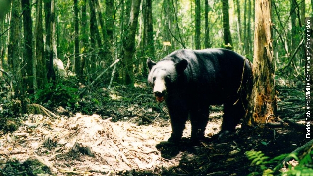 Florida Black Bears  The Nature Conservancy