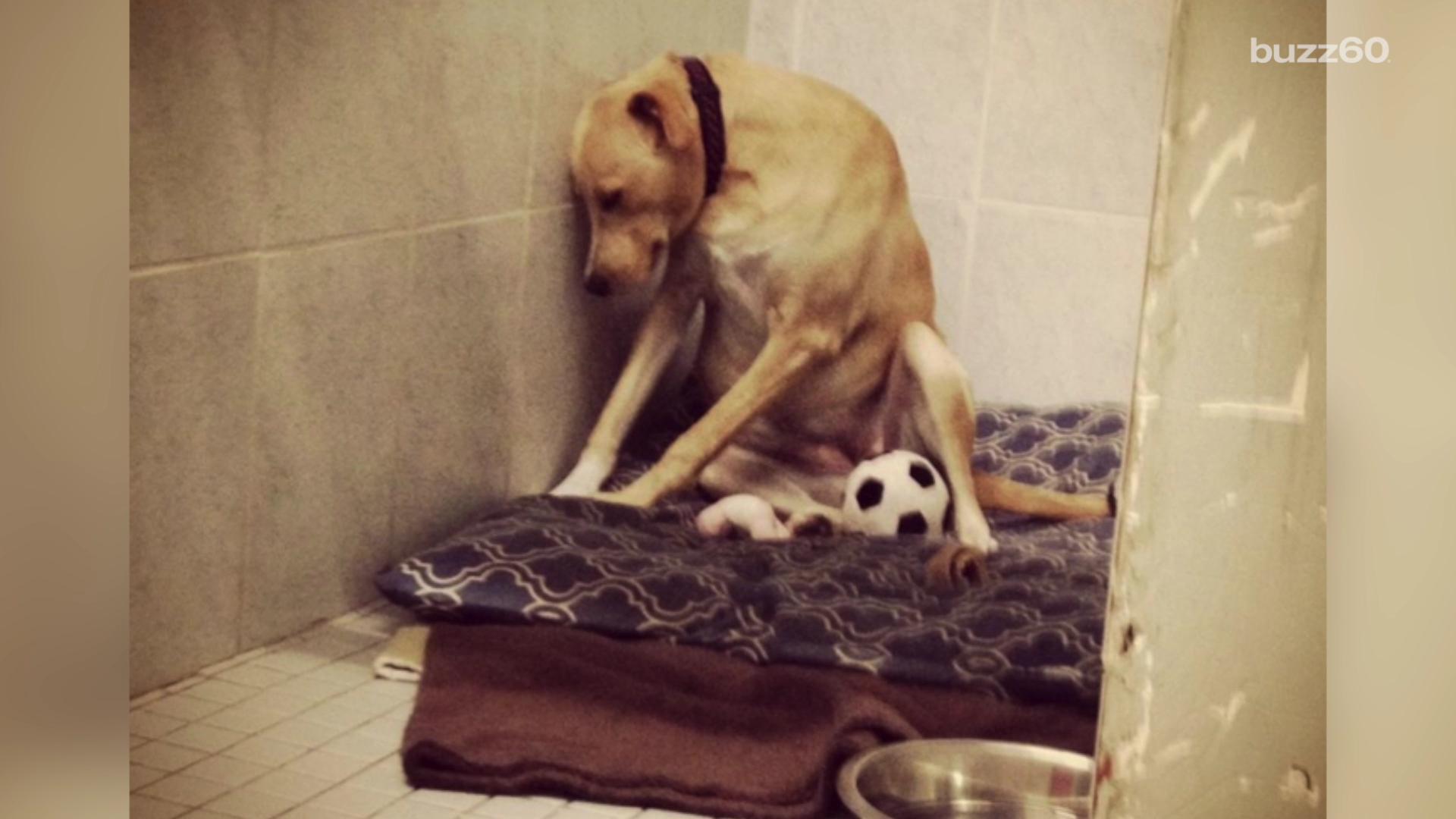 Photos of 'The Saddest Dog in the World' go viral