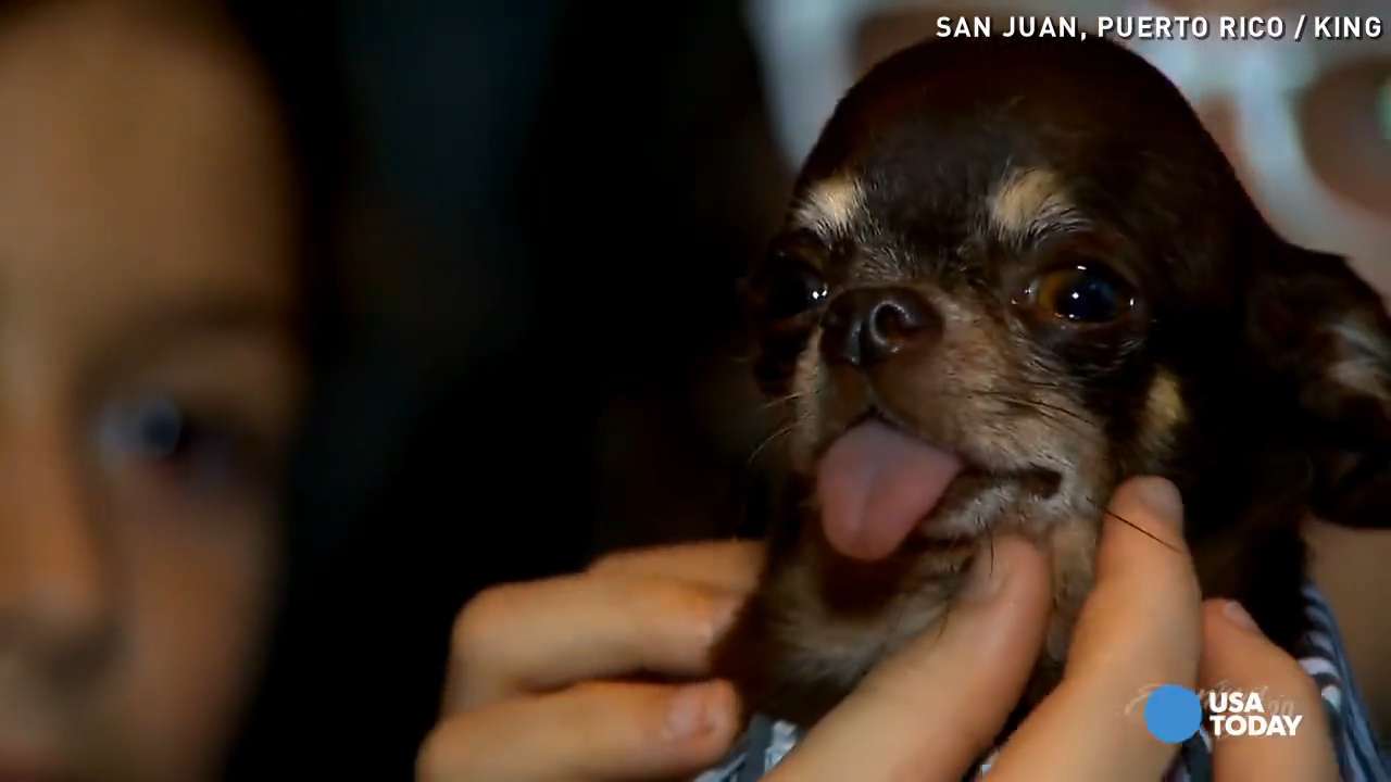 the smallest dog in the whole world