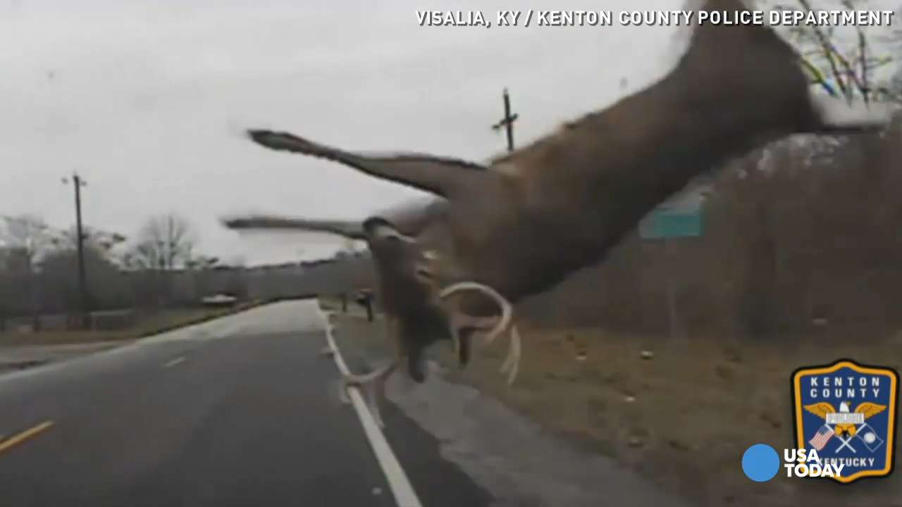 deer hits car driver in south carolina