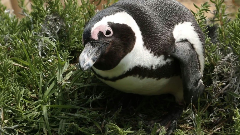 Over 60 endangered penguins killed by swarm of bees near Cape Town thumbnail