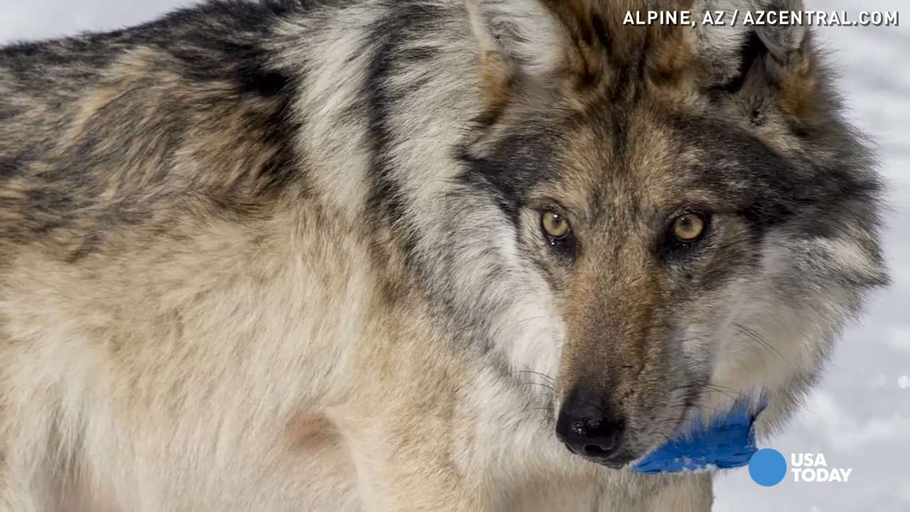 How Mexican gray wolves are tracked in the wild