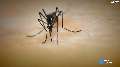 Sexually transmitted Zika virus reported in Texas