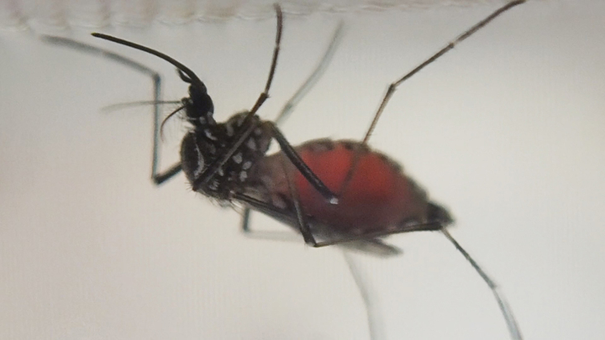 Genetically modified mosquitoes released to take on Zika Virus