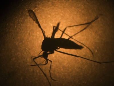 Dallas County Patient Gets Zika Virus From Sex
