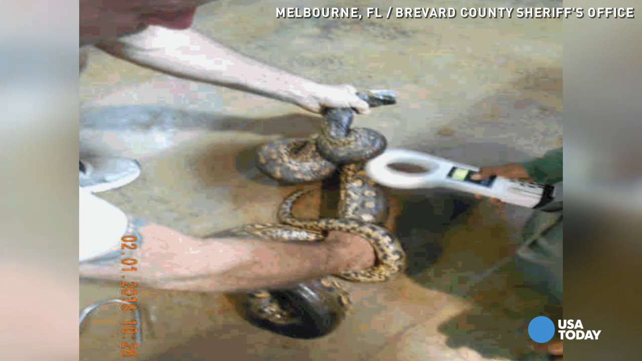 Giant Anaconda Found In Florida Neighborhood