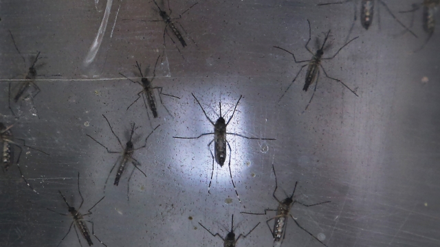 The White House is asking For $1.8B to counter The Zika virus