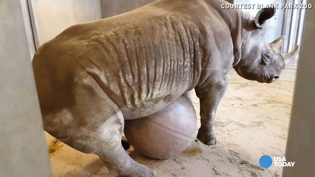 This is what happens when you give a rhino a giant ball