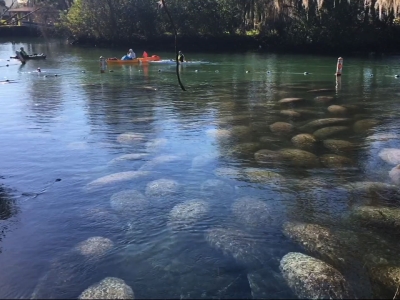 29906170001 4750953144001 thumb 273bcbbd9f2c2d07900f6a7067001fd1 In: The Springs of Florida Have Changed for the Worse, but We Can Still Save Them | Our Santa Fe River, Inc. (OSFR) | Protecting the Santa Fe River