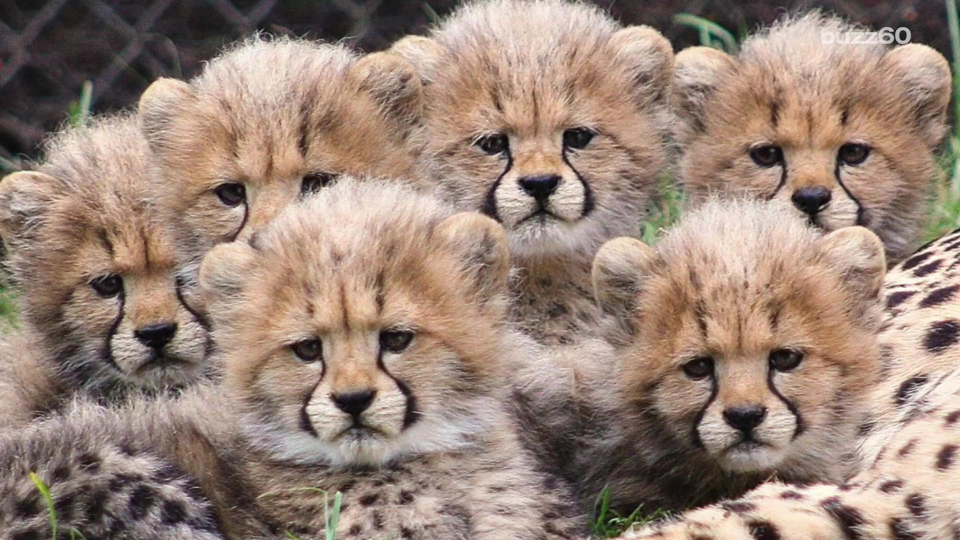 Video of six cheetah cubs playing will make your day