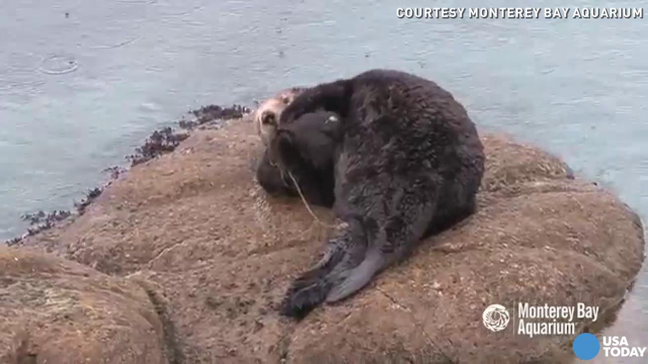 Watch sea otter give birth to a new pup