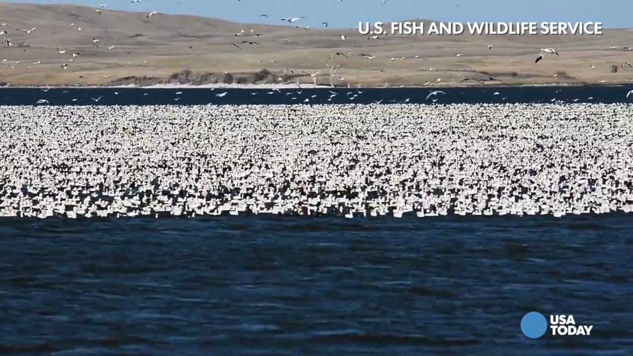 Snow Geese  U.S. Fish & Wildlife Service